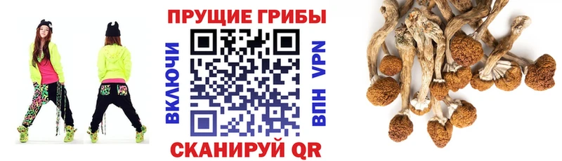 Псилоцибиновые грибы ЛСД  купить наркоту  Алатырь 